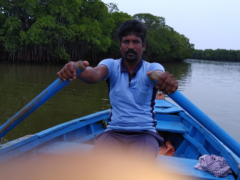 Boat ride through mangrove forest near Pondicherry Pichavaram mangroves