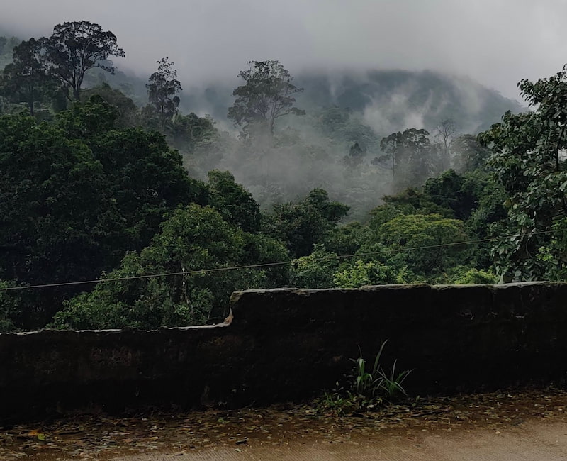 western ghats fog forest road mangalore route